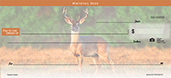 Wildlife Portraits�